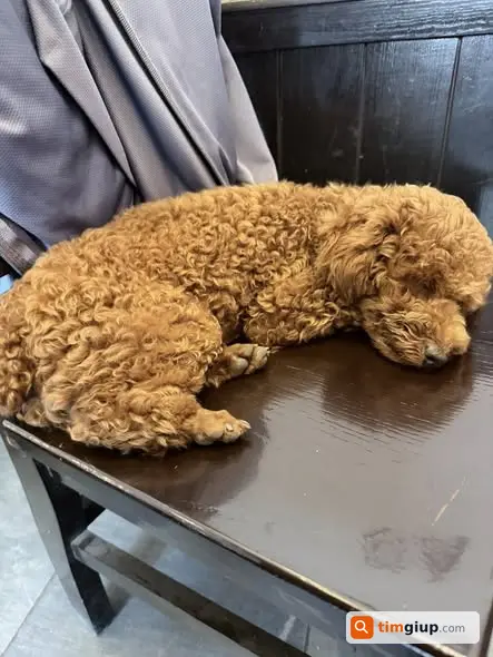 Tìm chó Poodle nâu thất lạc tại khu Tecco Thanh Trì