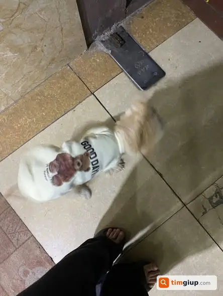 tìm chó Poodle lai Phốc vàng tên Mít lạc tại Gia Lâm, Hà Nội