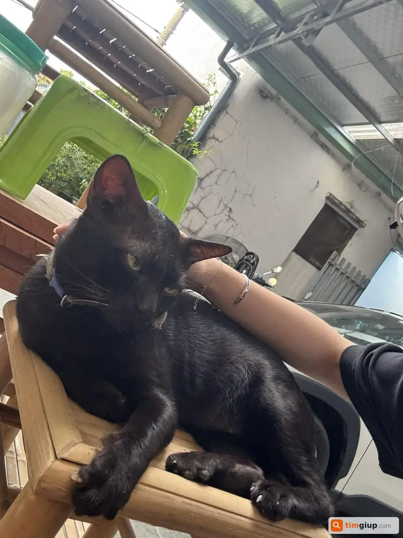 Tìm mèo lạc tên Meo tại huyện Củ Chi, TP.HCM