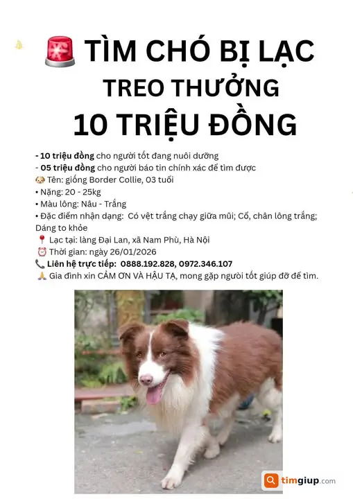 Tìm chó Border Collie nâu trắng lạc tại Nam Phù, Hà Nội