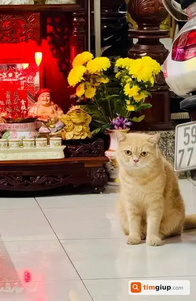 Tìm Mèo Thất Lạc Tại Hẻm 77-13 Phạm Đăng Giảng, Bình Tân