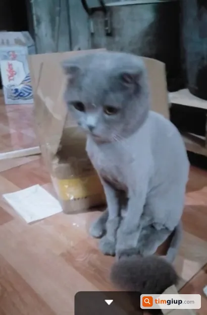 Tìm mèo Anh lông ngắn tên Bún thất lạc tại Thị xã Phú Thọ