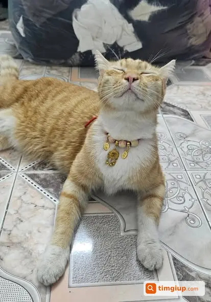 Mèo Lạc Tên Lạc, Cam Trắng, 5kg Tại Hoàng Hoa Thám, Hà Nội
