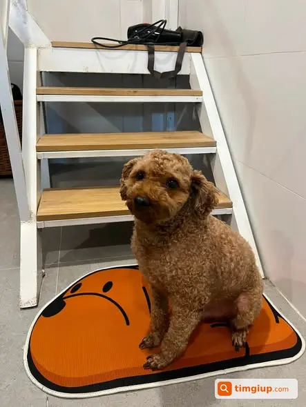 Tìm Chó Poodle Cafe Sữa Thất Lạc Tại Cầu Dậu, Linh Đàm
