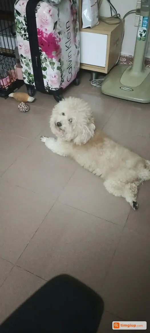 Poodle Đực Nâu Nhạt Đi Lạc Tại Thanh Xuân Bắc, Hà Nội