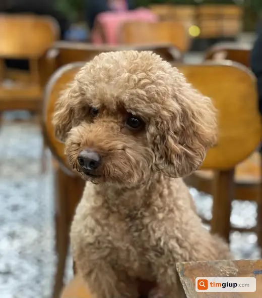 Tìm chó Poodle đực nâu thất lạc tại Hồng Tiến Long Biên Hà Nội