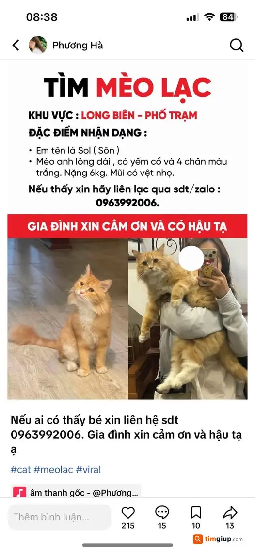 Tìm mèo Sol lông vàng trắng thất lạc tại Phố Trạm Long Biên
