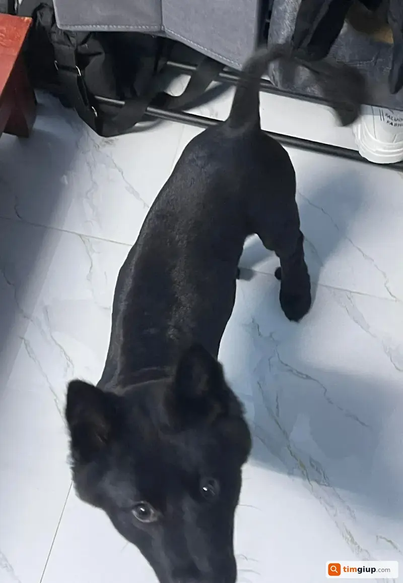 Tìm chú chó đen tên Mặc lạc tại khu vực Bích Câu, Cát Linh, Hà Nội