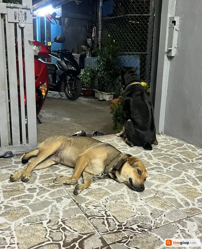 Tìm bé chó cỏ giống đực bị lạc tại Quận Bình Thạnh, TP.HCM