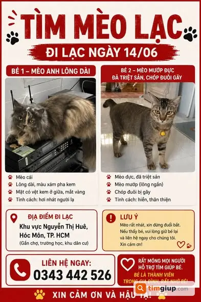 Tìm Mèo Thất Lạc 2 Bé Mèo Tại Nguyễn Thị Huê, Hóc Môn