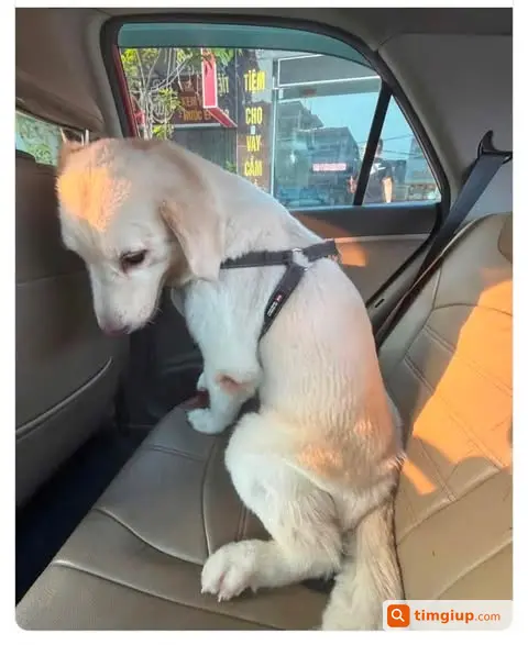 Chó Golden Retriever Bốp Thất Lạc Tại Thủy Nguyên, Hải Phòng