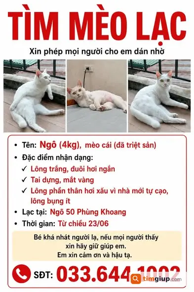 Tìm Mèo Thất Lạc Tại Khu Vực Phùng Khoang