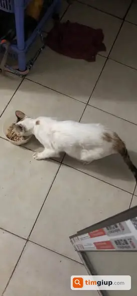 Tìm Mèo Ta Tên Còi Thất Lạc Khu Vực Võ Thị Sáu, Bạch Mai