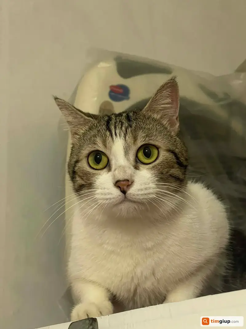 Tìm mèo mướp đen trắng tên Báo lạc tại Quận Hoàng Mai, Hà Nội