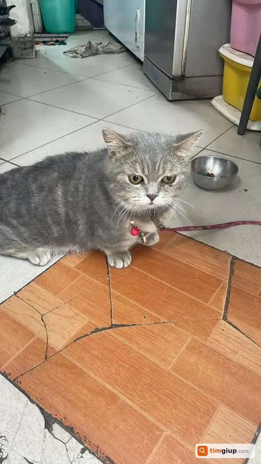 Mèo chân ngắn đeo vòng đỏ đi lạc tại Nam Đồng, Hà Nội