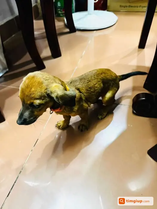 Tìm Chó Thất Lạc Tại Văn Quán, Hà Đông Cần Tìm Chủ