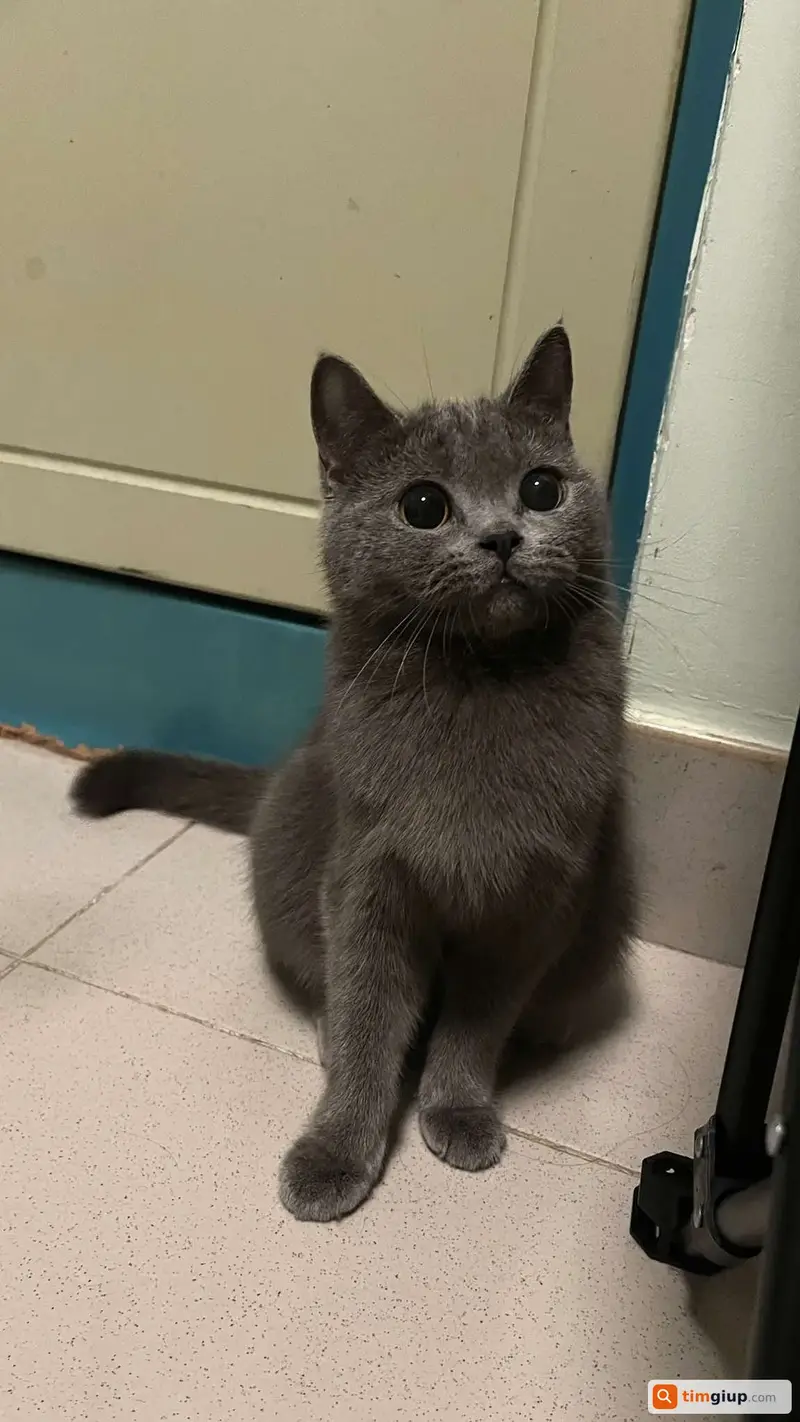 Tìm mèo Anh lông ngắn tên Pi thất lạc tại Quận Bình Tân, TP.HCM