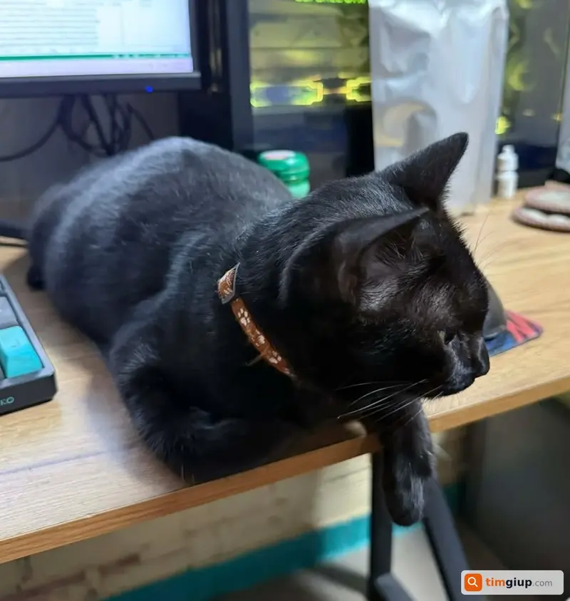 Tìm bé mèo đen tên Mun thất lạc tại TP. Hồ Chí Minh