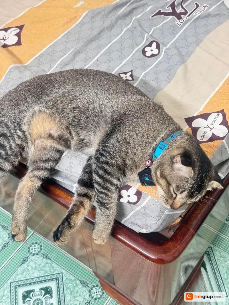 Tìm Mèo Mướp Hoa Thất Lạc Gần Cầu Nhơn Trạch, Đồng Nai
