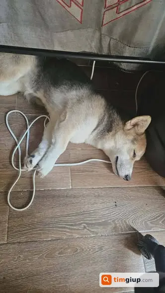 Tìm chó Husky lai cái lạc gần cầu Bà Sáu, TP.HCM khu vực