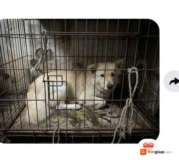 Tìm mèo Sữa thất lạc tại Thường Tín, Hà Nội