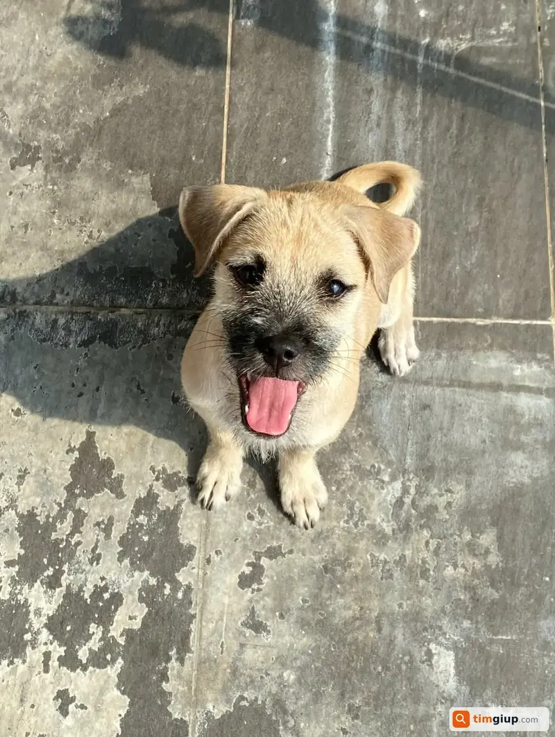 Tìm bé chó ta màu vàng kem lạc tại Quận Phú Nhuận, TP.HCM