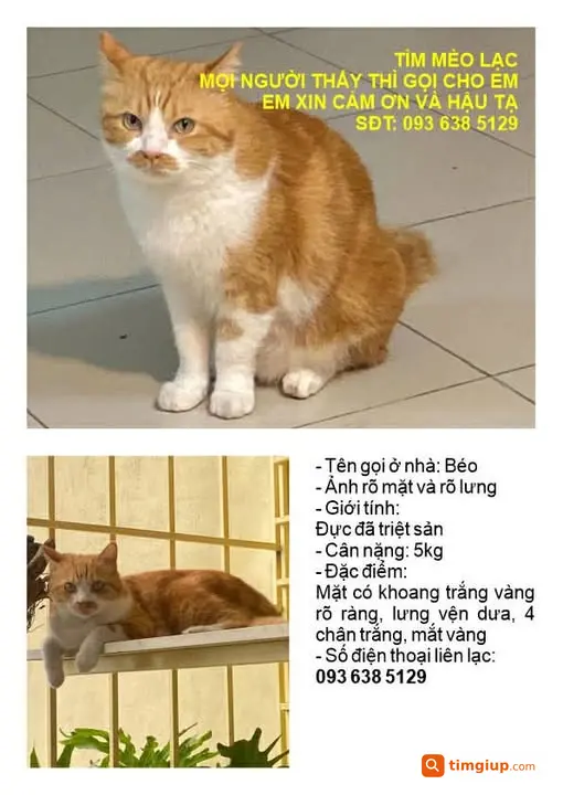 Mèo Vàng Sọc Dưa Thất Lạc Tại Ga Hà Nội, Lê Duẩn