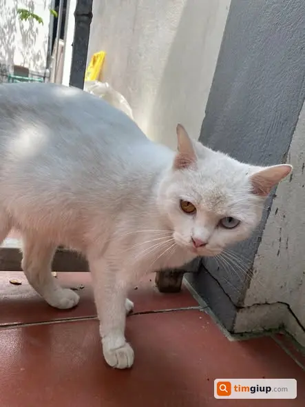 Tìm mèo mẹ lông trắng mắt 2 màu lạc ở Đan Phượng