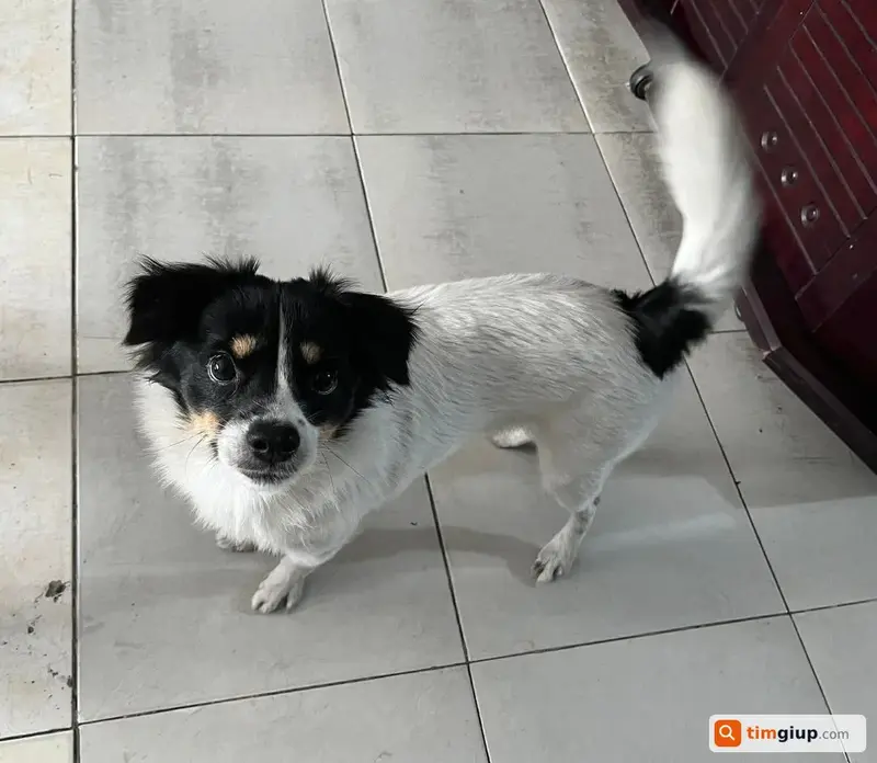 Tìm bé chó Lu màu trắng tai cụp lạc tại Quận 12, TP.HCM