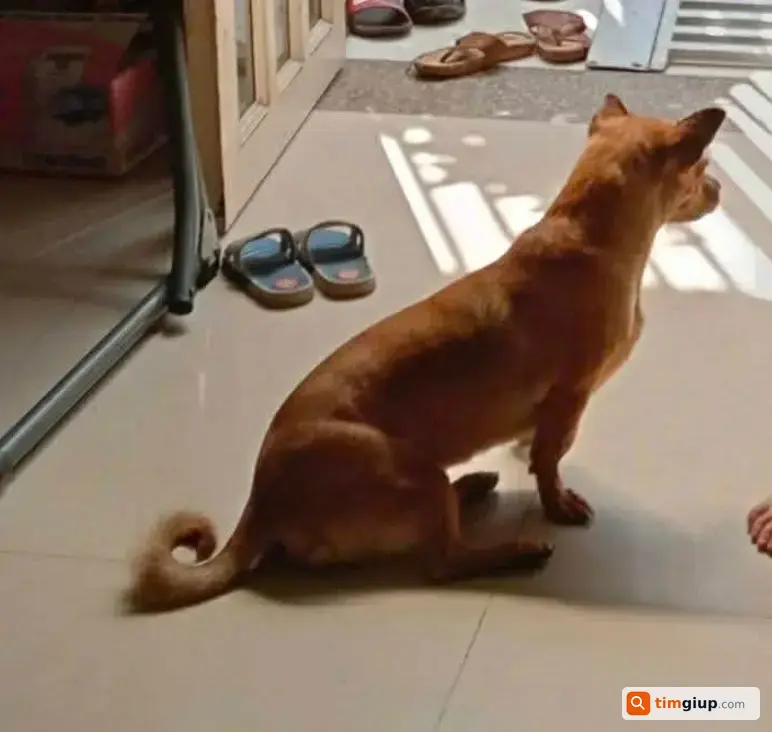 Tìm Chó Póc Lai Ta Tên Mimi Thất Lạc Tại Bình Tân, Tp.hcm