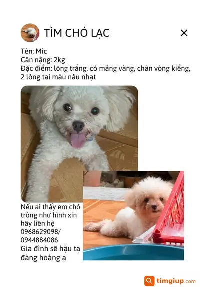 Chó Poodle Trắng Mảng Nâu Thất Lạc Tại Dương Hoà, Hoài Đức