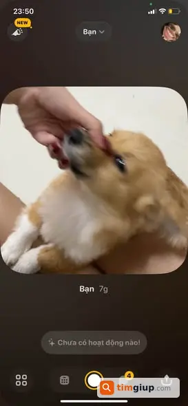Tìm chó Corgi cái Mimi 11 tháng lạc tại Hà Đông Văn Quán