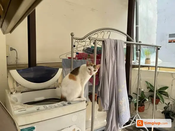 Mèo Trắng Tam Thể 13 Tuổi Mất Tích Tại Âu Dương Lân, Quận 8