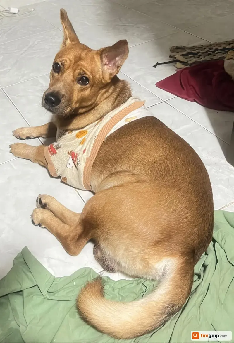 Tìm bé chó tên Pate bị lạc tại Quận 6, TP. Hồ Chí Minh