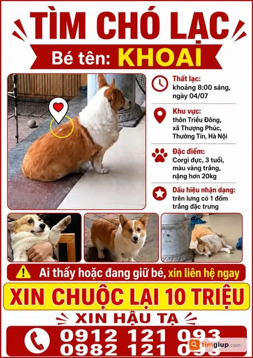 Tìm Chó Corgi Khoai Vàng Trắng Thất Lạc Tại Thường Tín, Hà Nội