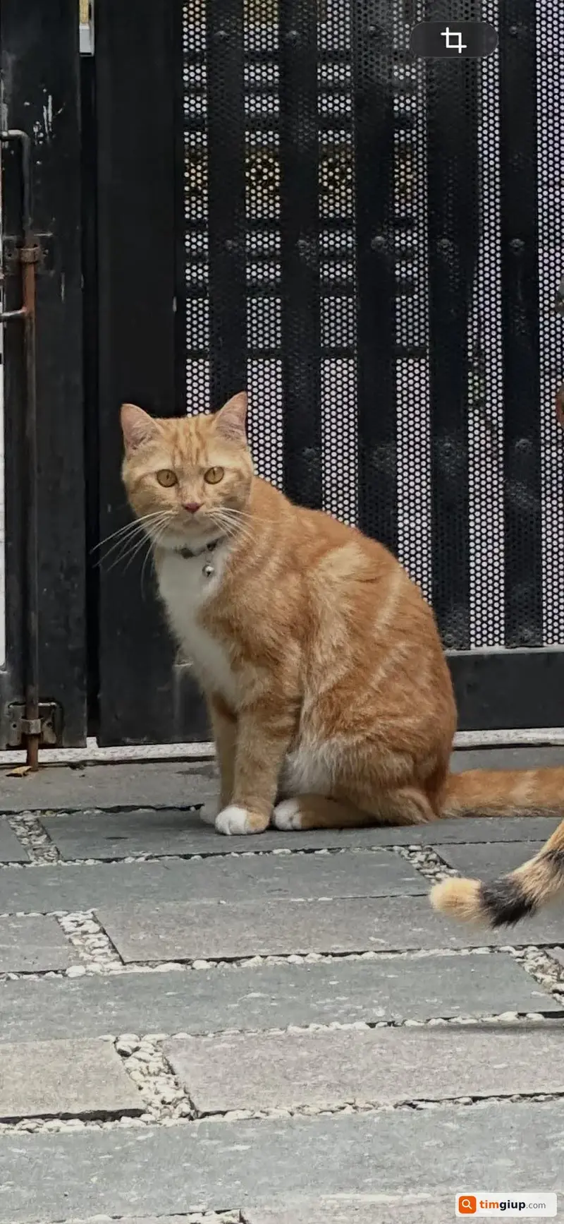 Tìm mèo Mỹ lông dài tên Kem thất lạc tại Gò Vấp, TP.HCM