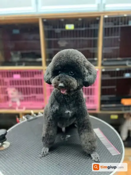Tìm chó Poodle đen tên Bum lạc khu 249A Thụy Khuê, Hà Nội
