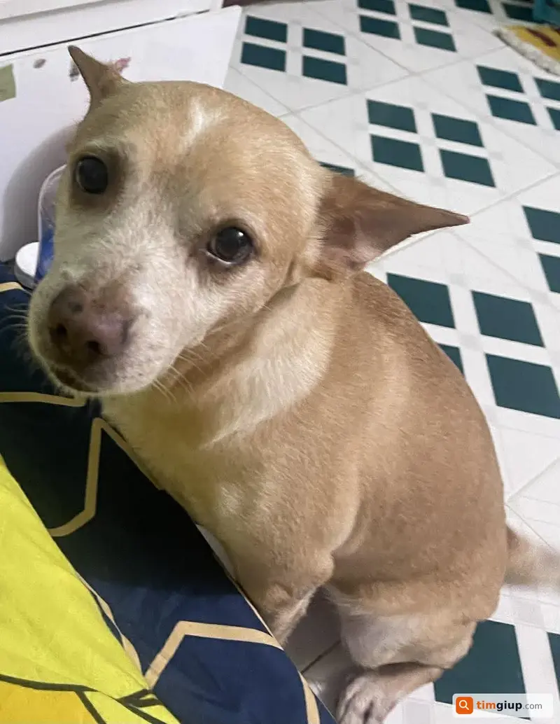 Tìm chú chó cỏ tên Mino thất lạc tại Quận Bình Thạnh, TP.HCM