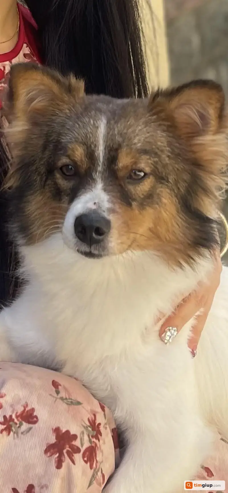 Tìm chuộc chú chó Phốc sóc tên Bông thất lạc tại Quảng Bình