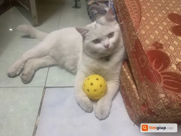 Tìm mèo đi lạc khu Phan Văn Hớn, Xuân Thới Thượng, Hóc Môn