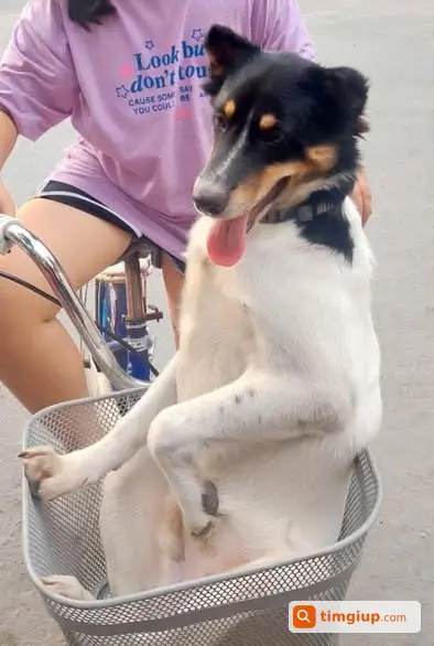 Chó Khoảng 15kg Thất Lạc Khu Vực Đông Thạnh, Hóc Môn