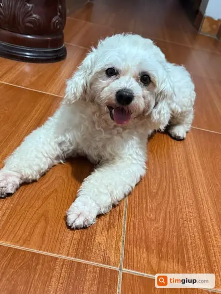 Tìm Chó Poodle Trắng Thất Lạc Tại Khoái Châu, Hưng Yên