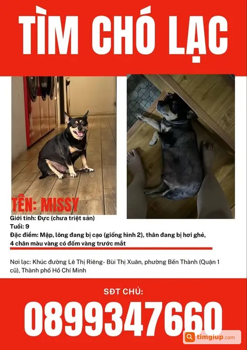 Chó Mập Lông Cạo Thất Lạc Khu Vực Lê Thị Riêng, Quận 1