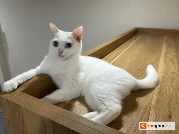 Tìm mèo cái lông trắng mắt 2 màu lạc tại Thụy Khuê