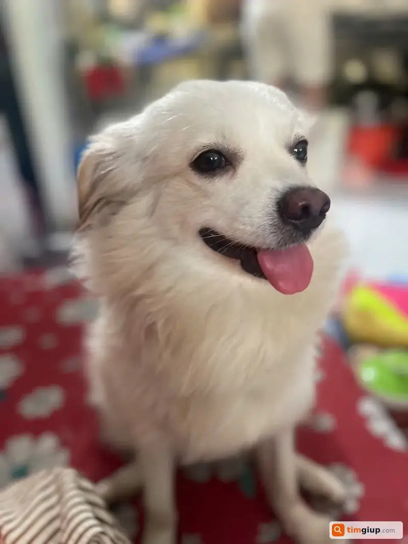 Tìm chú chó tên Dâu bị lạc tại Quận 9, TP. Hồ Chí Minh