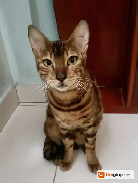 Tìm mèo Bengal đực tên Xèo lạc tại Bình Tân, TP.HCM