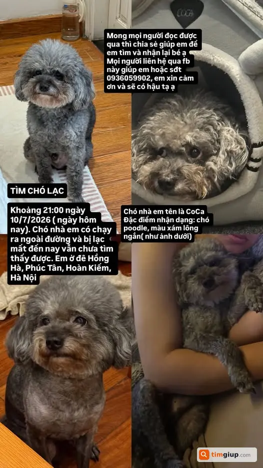 Tìm Chó Poodle Xám Tên Coca Thất Lạc Tại Phúc Tân, Hoàn Kiếm