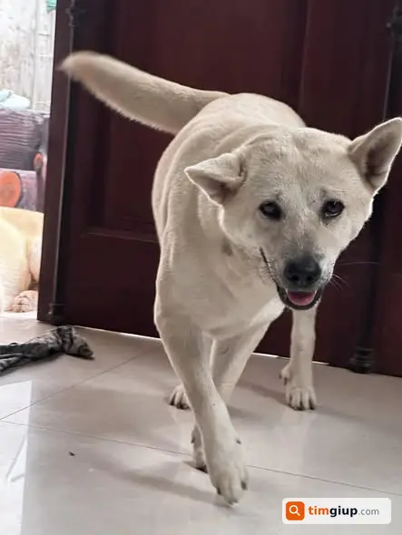Em tìm chó bị câu mất tại Lại Dụ, An Khánh, Hoài Đức