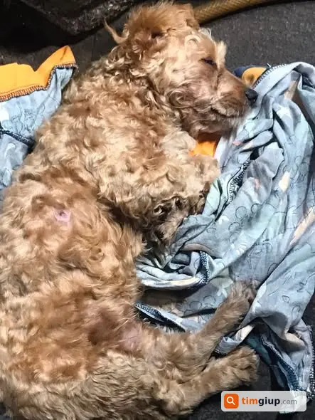 Tìm Chó Poodle Lai Tên Kem Thất Lạc Ở Nghĩa Tân, Hà Nội