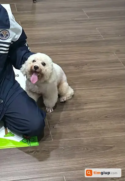 Tìm Chó Poodle Đực Màu Trắng Thất Lạc Ngày 21-6
